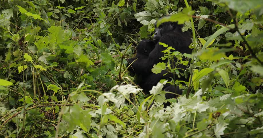 An adult gorilla holding a young gorilla as they rest among the brush