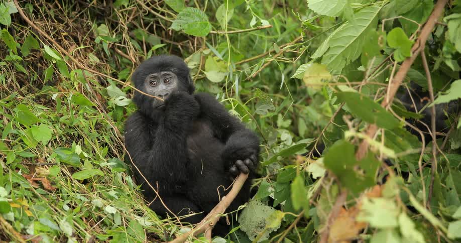 A gorilla sits amongst foliage in the wild