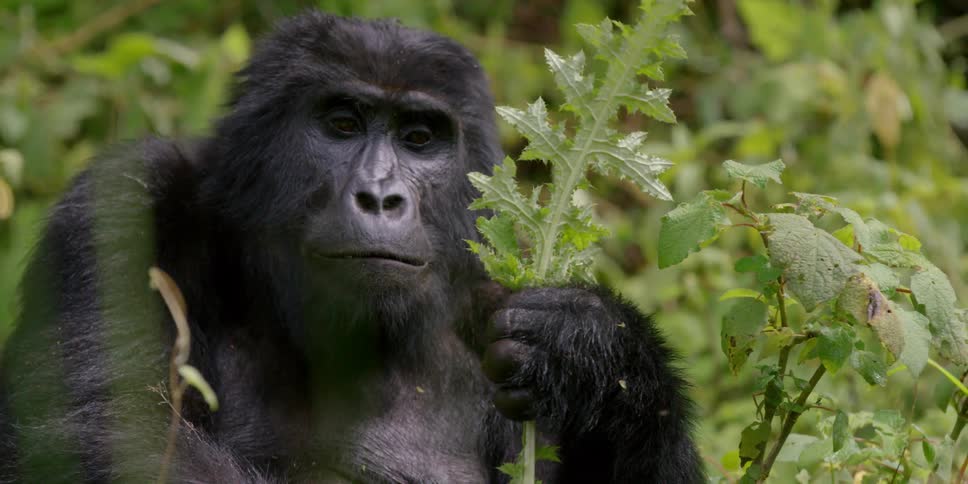 A gorilla eating