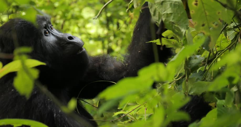 Ugandan Gorillas