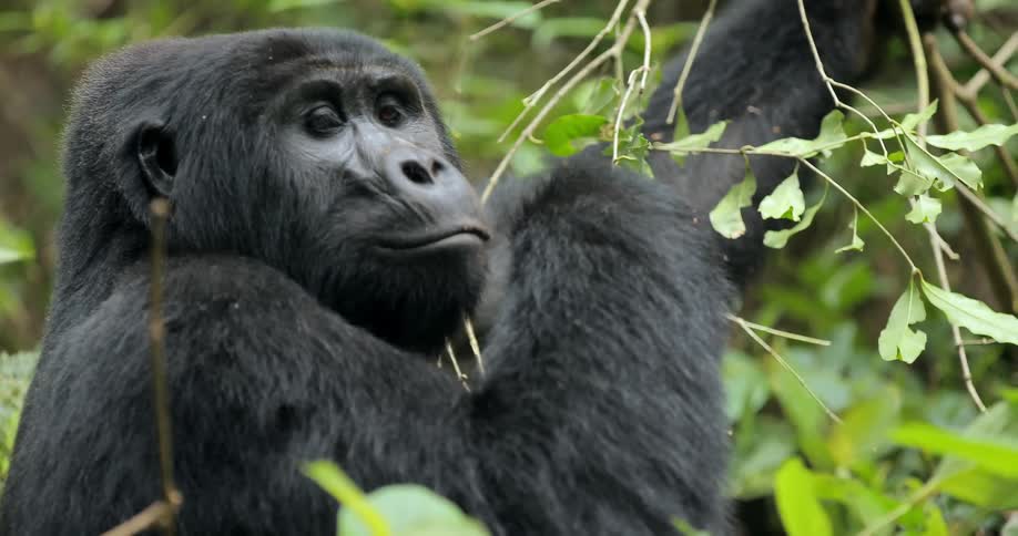 A chimp eats leaves off a tree