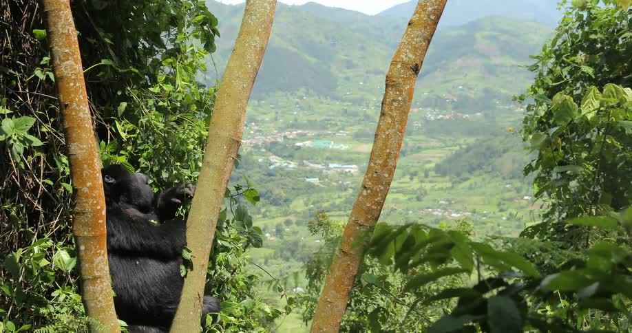 An ape chewing on vegetation as it sits in a tree