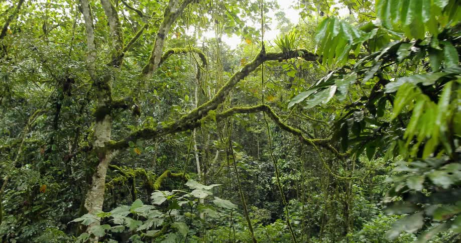 Dense vegetation and trees in the sunlight