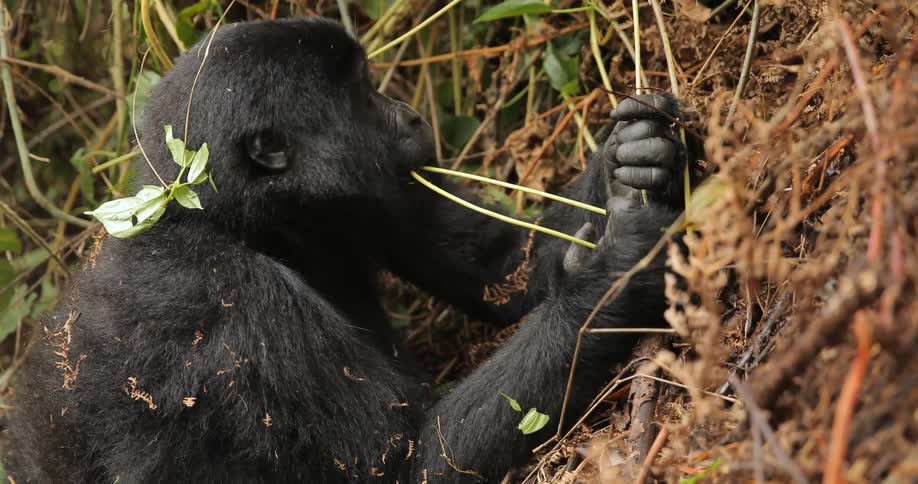 A gorilla chews on a vine