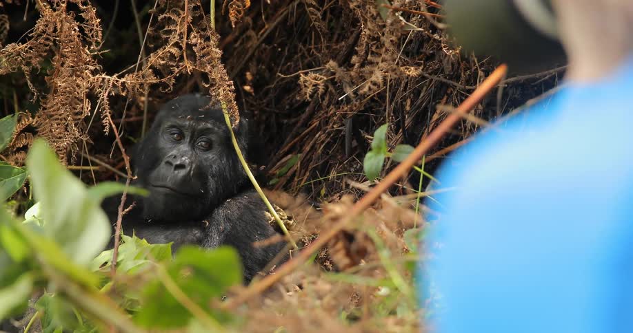 A chimp sitting in the bushes
