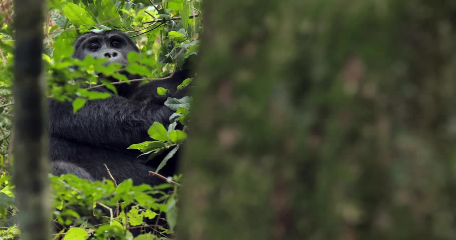 A gorilla chewing on leaves is seen through trees