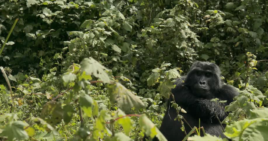 An ape sitting on the ground amid dense vegetation