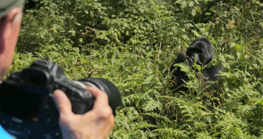 A gorilla chewing leaves is photographed by a man
