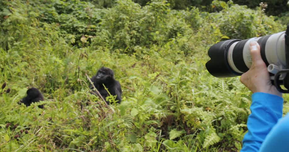 A man photographs gorillas in the wild