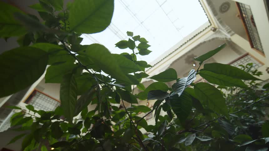 View of skylight over atrium through plants