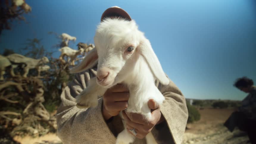 A man holds a goat as other people look out at the landscape