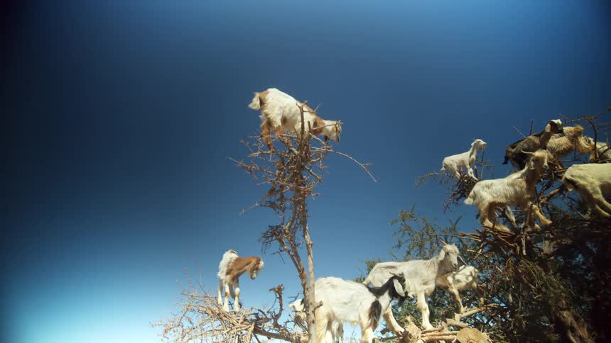 A group of goats seem to be standing on the thin branches of the trees