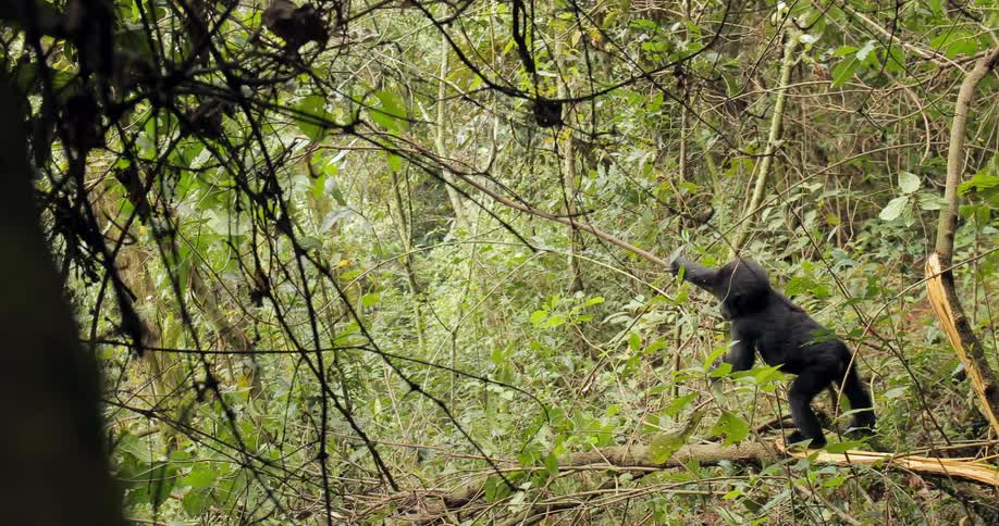 A young gorilla walking on a tree branch