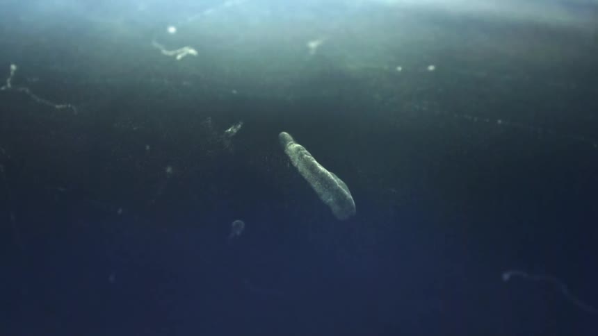 Threads and blobs float and glow near the surface