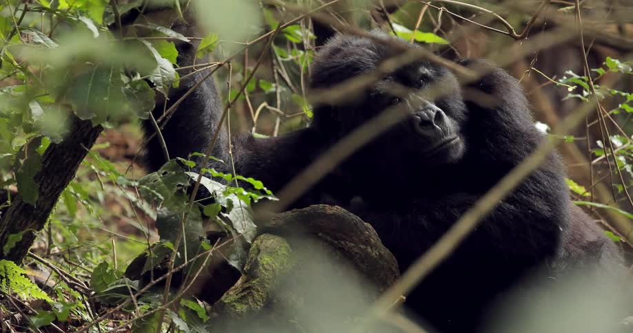 A gorilla resting in a forest