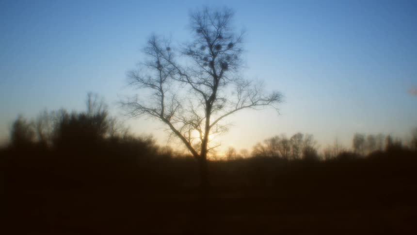 The silhouette of a tree and its branches with the sun rising behind