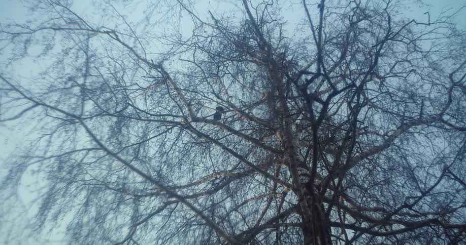 A bird on a tree branch