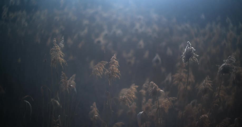 Weeds gently in the breeze