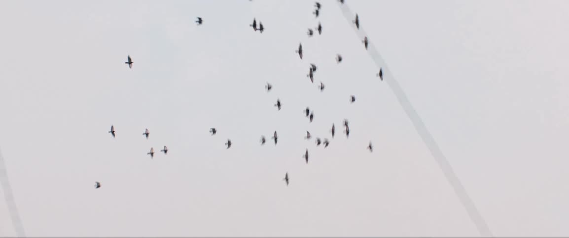 Birds fly high above power lines in a cloudy sky