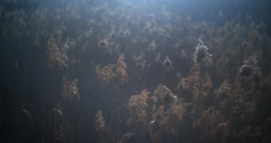 Fog diffuses light over field full of tall plants