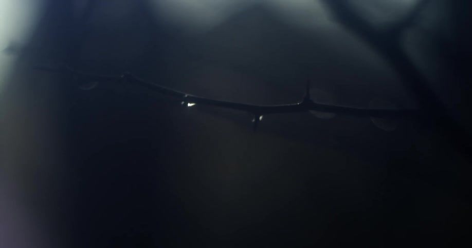 Raindrop on bare twig