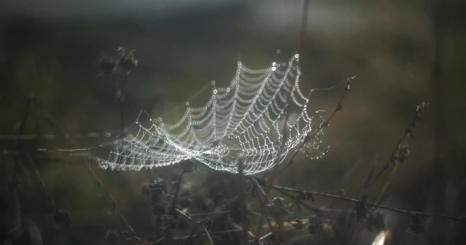 A spider web sways in the wind