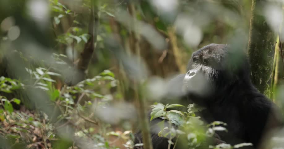 A gorilla sits amongst foliage in the wild