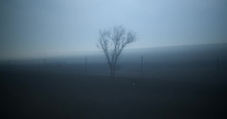 Lonely tree stands in a misty field at morning