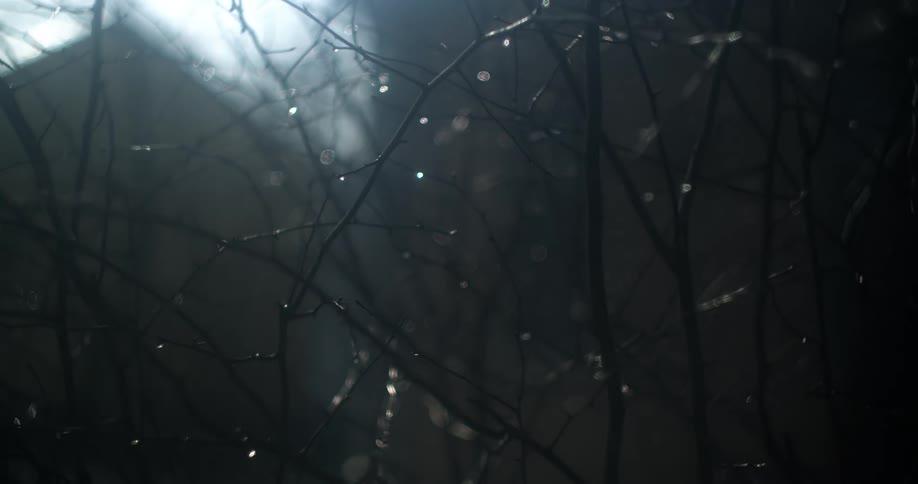 Water droplets cling to plant branches