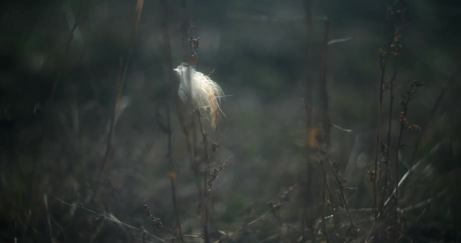 Single feather attached to bare underbrush
