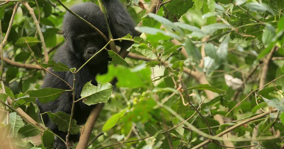 A gorilla hangs onto a tree branch