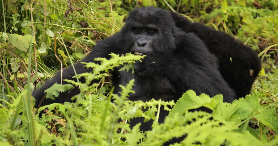 A gorilla and baby gorilla in dense vegetation