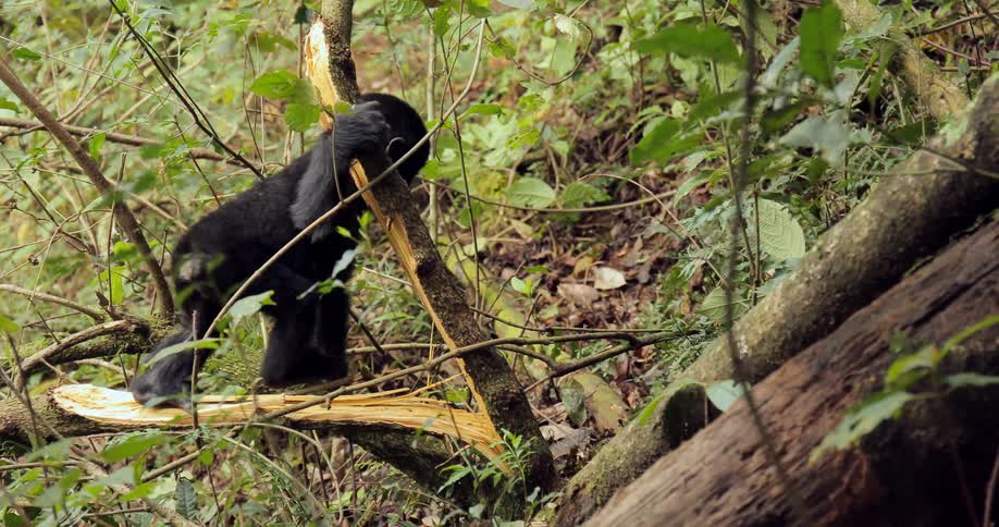 Ugandan Gorillas
