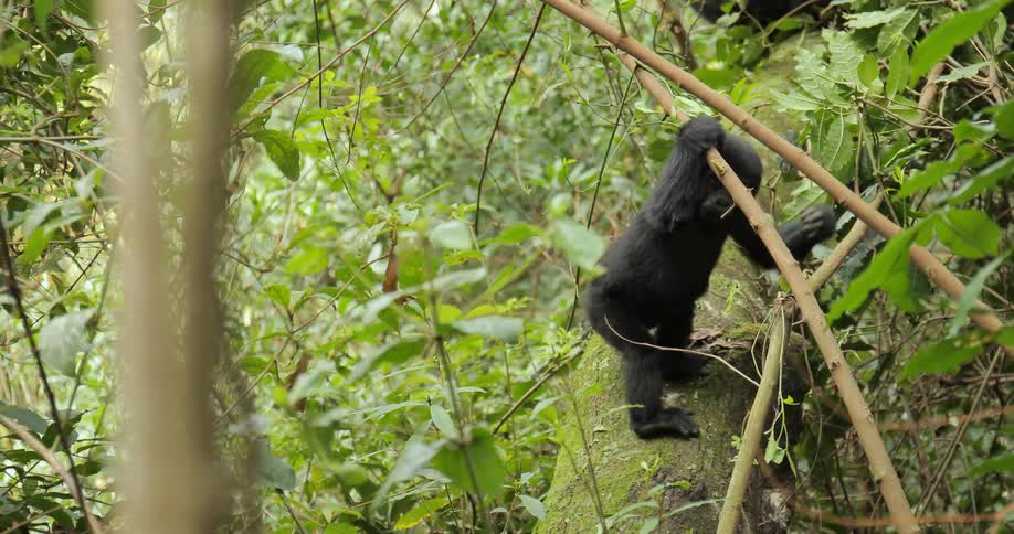 A small chimp swings from the trees