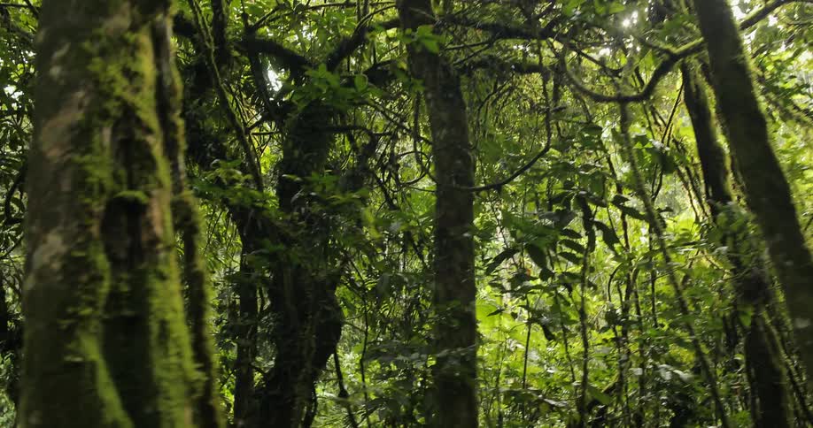The sun shines through moss covered trees in the wilderness