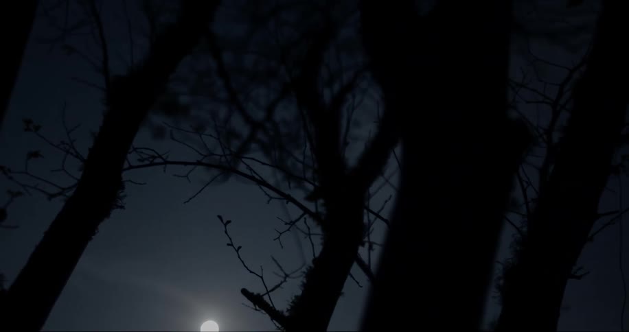 The moon glows in the sky behind the silhouette of trees and branches