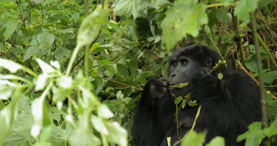 A monkey eats  a twig