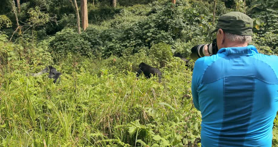 A man photographs gorillas in the wild