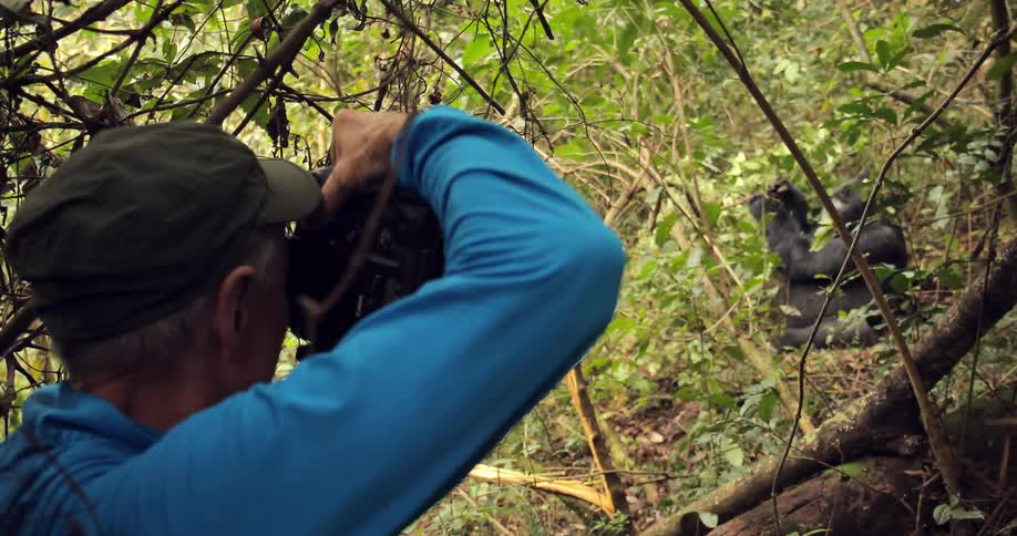 A man photographs gorillas in the wild