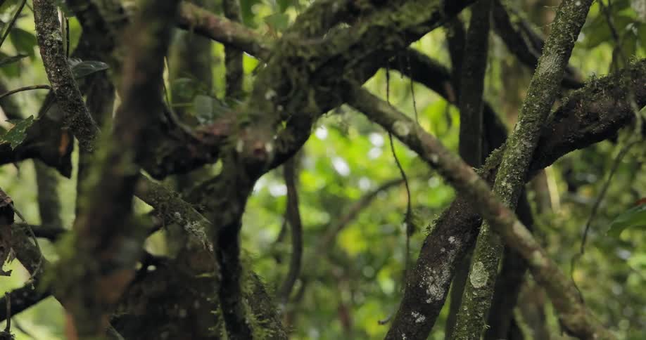 The thick branches of jungle trees