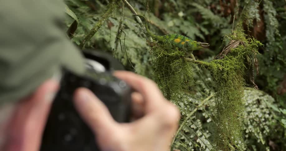 A man taking pictures of an unusual lizard that is walking on a branch