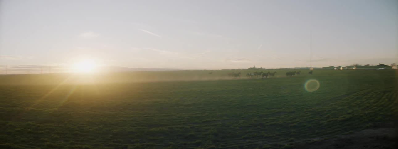 Horses run across the field at sunset