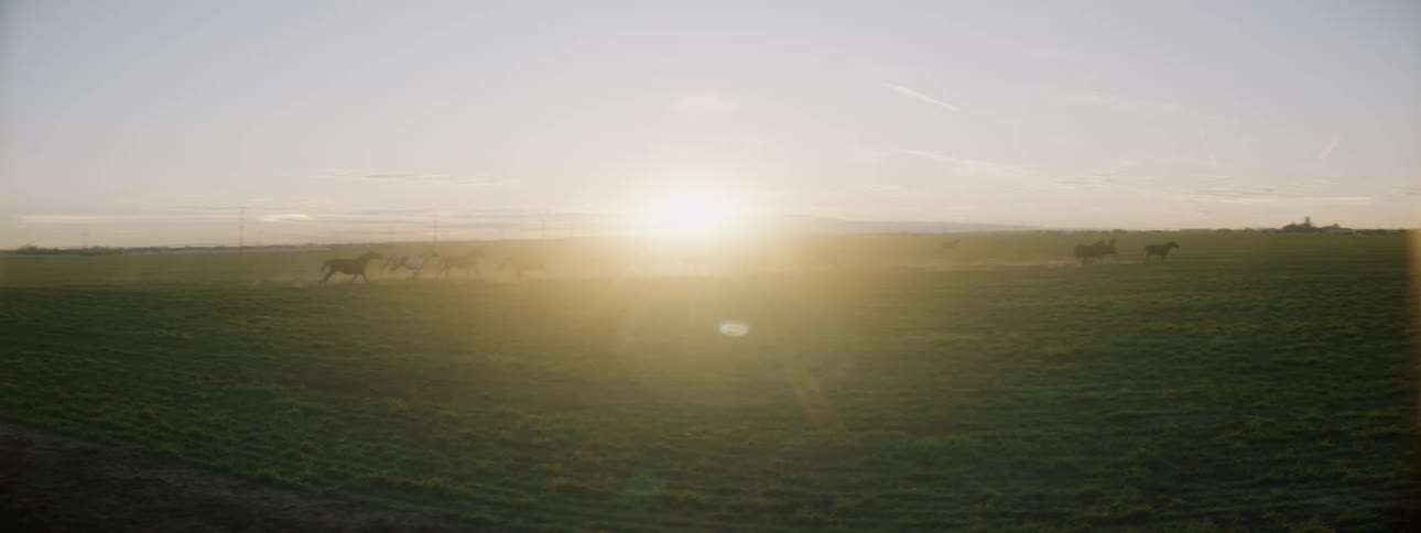 Herd of horses run across pasture at sunrise