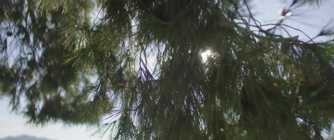 The sun shines through the tree leaves