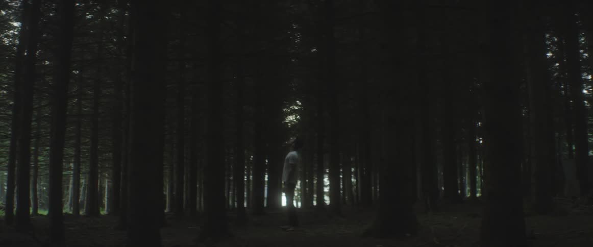 A man looks up at tall forest trees
