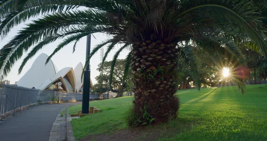 Leaves of a palm tree grow over a sidewalk in a park