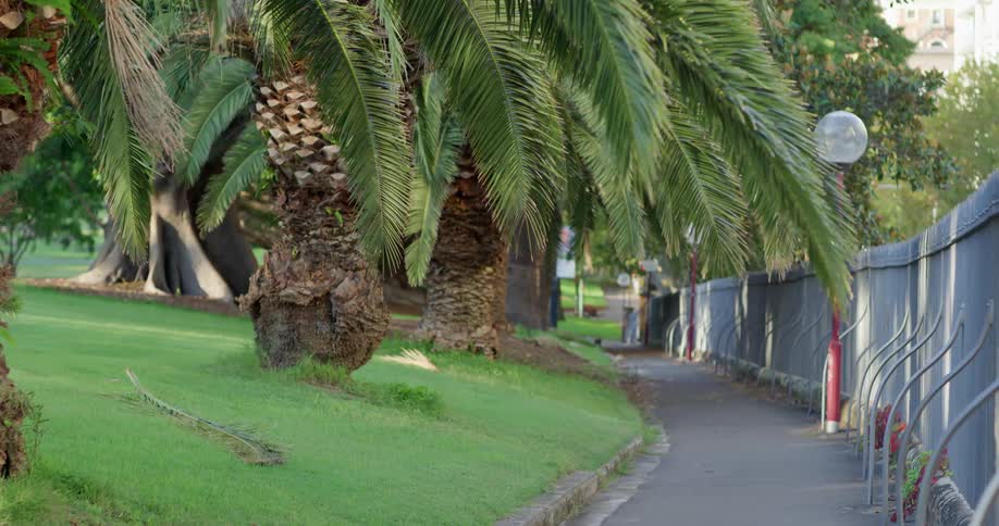 Large palm trees grow near a sidewalk in a public park
