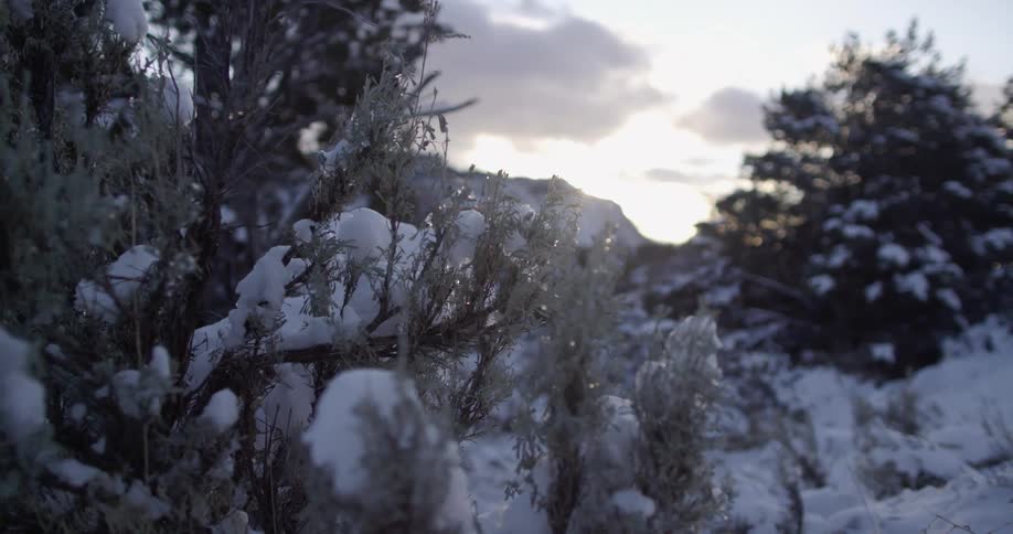Ice encases tree branches and snow covers ground near mountain