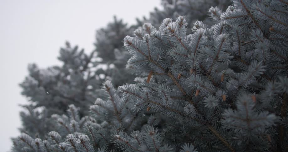 Snow falling on a pine tree