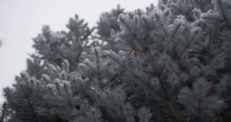 Close up of a pine tree while snowflakes fall